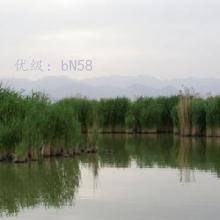 ָ