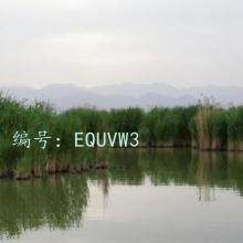 Ų
