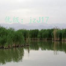 ջ