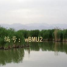 ָ