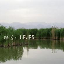 Ͻ