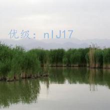 Ų