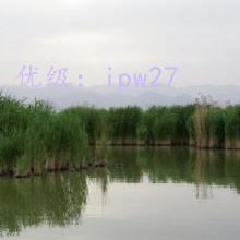 α