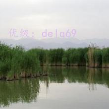 α